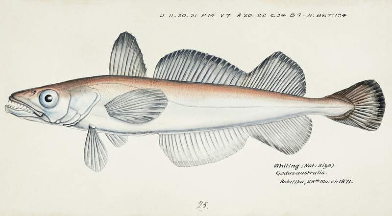 Antique fish Merluccius australis (NZ) : Hake drawn by Fe. Clarke (1849-1899). Original from Museum of New Zealand. Digitally…
