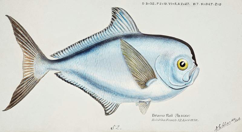 Antique fish Brama brama (NZ) - Ray’s Bream drawn by Fe. Clarke (1849-1899). Original from Museum of New Zealand.…
