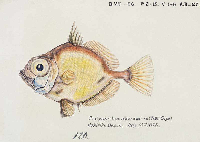 Antique fish Platystethus abbrevatus drawn by Fe. Clarke (1849-1899). Original from Museum of New Zealand. Digitally enhanced…