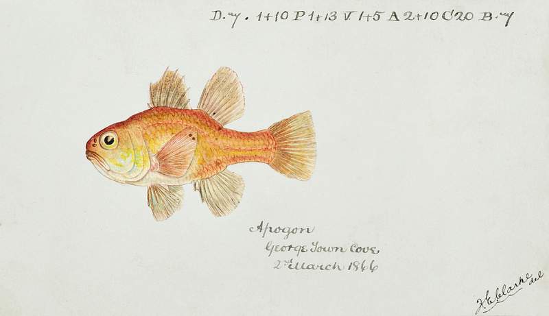 Antique fish vincentia conspera southern cardinalfish drawn by Fe. Clarke (1849-1899). Original from Museum of New Zealand. Digitally enhanced by rawpixel. Antique fish vincentia conspera southern cardinalfish drawn by Fe. Clarke (1849-1899). Original from Museum of New Zealand.…