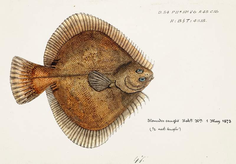 Antique fish Rhombosolea plebeia (NZ) : Sand flounder drawn by Fe. Clarke (1849-1899). Original from Museum of New Zealand. Digitally enhanced by rawpixel. Antique fish Rhombosolea plebeia (NZ) : Sand flounder drawn by Fe. Clarke (1849-1899). Original from Museum of New Zealand.…