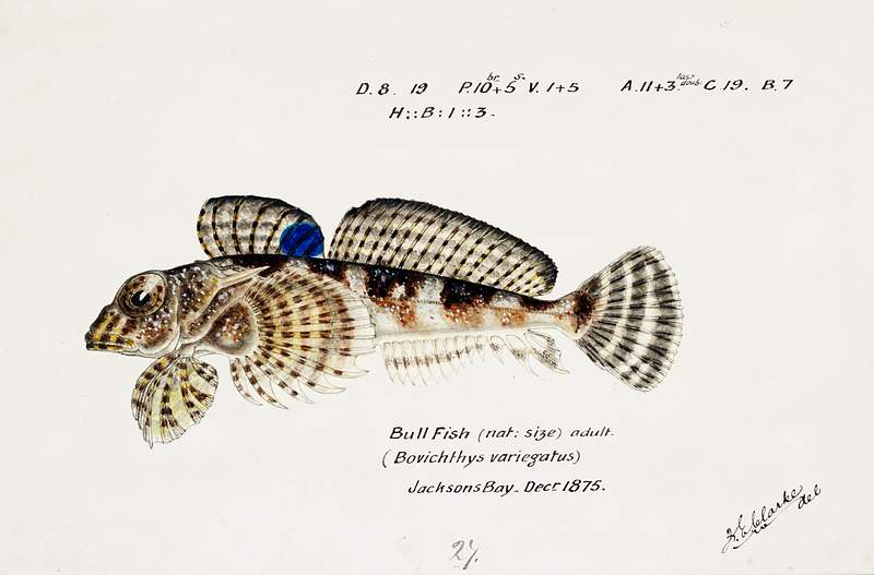 Antique Thornfish drawn by Fe. Clarke (1849-1899). Original from Museum of New Zealand. Digitally enhanced by rawpixel. Antique Thornfish drawn by Fe. Clarke (1849-1899). Original from Museum of New Zealand. Digitally enhanced by rawpixel.