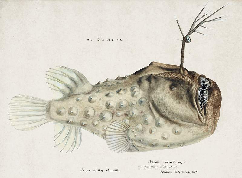 Antique Prickly anglerfish drawn by Fe. Clarke (1849-1899). Original from Museum of New Zealand. Digitally enhanced by…
