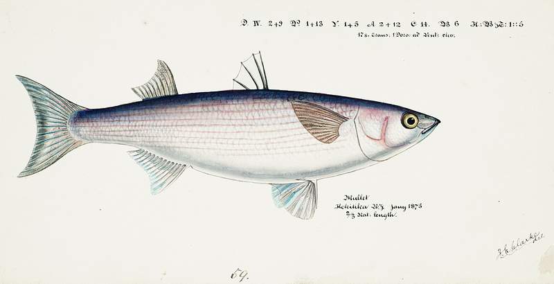 Antique fish Flathead grey mullet drawn by Fe. Clarke (1849-1899). Original from Museum of New Zealand. Digitally enhanced by…