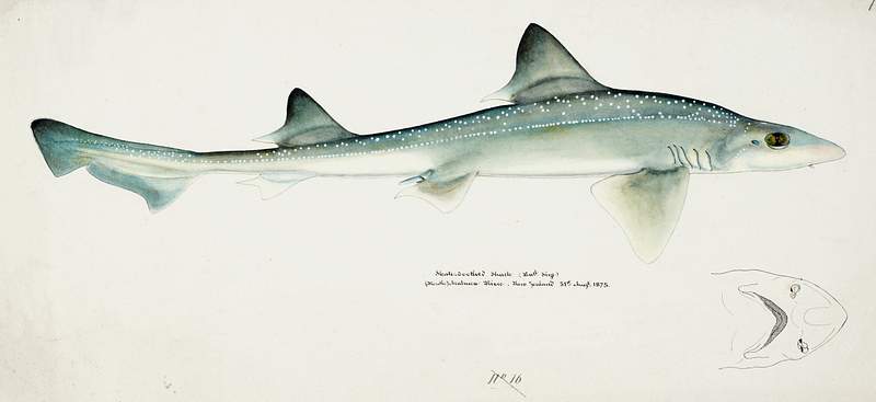 Antique fish Mustelus Antarcticus shark drawn by Fe. Clarke (1849-1899). Original from Museum of New Zealand. Digitally…