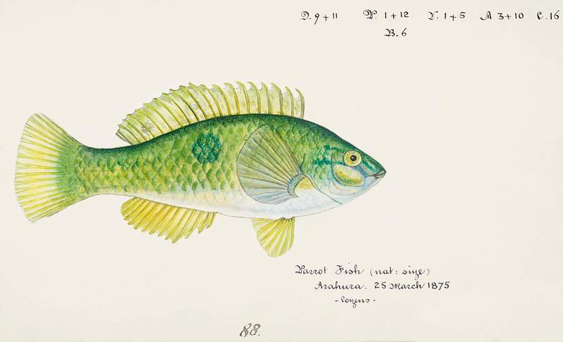Antique fish Wrasse drawn by Fe. Clarke (1849-1899). Original from Museum of New Zealand. Digitally enhanced by rawpixel.
