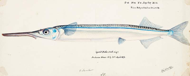 Antique fish Hyporhamphus Melanochir drawn by Fe. Clarke (1849-1899). Original from Museum of New Zealand. Digitally enhanced by rawpixel. Antique fish Hyporhamphus Melanochir drawn by Fe. Clarke (1849-1899). Original from Museum of New Zealand. Digitally enhanced…