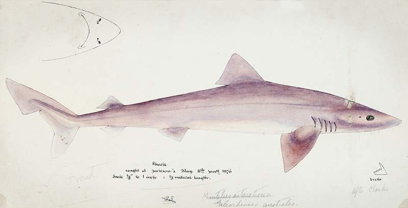 Antique fish Requiem shark drawn by Fe. Clarke (1849-1899). Original from Museum of New Zealand. Digitally enhanced by…