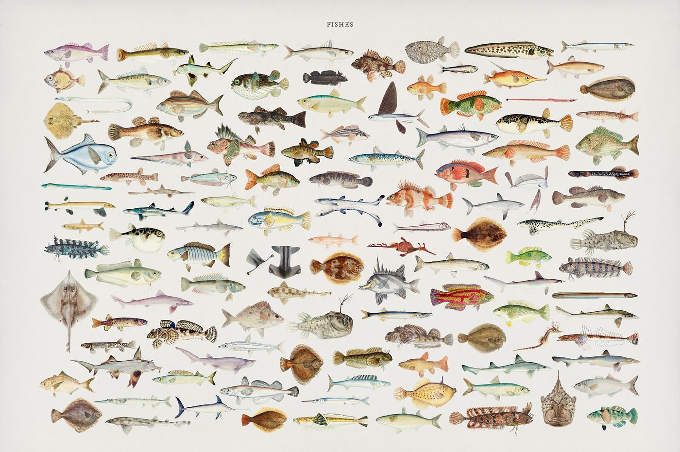 Colorful Southern Pacific fishes found in the works of F.E. Clarke Colorful Southern Pacific fishes found in the works of F.E. Clarke