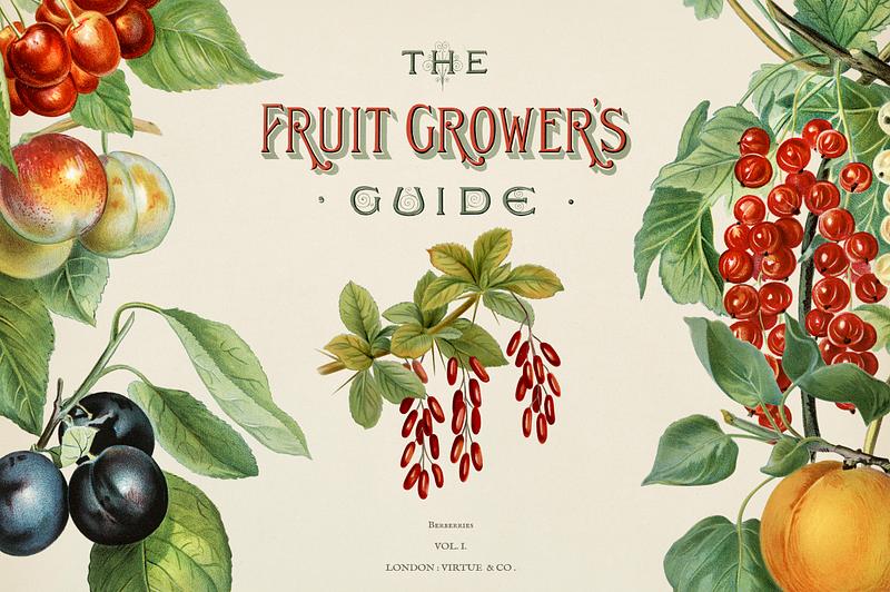 The fruit grower's guide : Vintage illustration of fruit grower's The fruit grower's guide : Vintage illustration of fruit grower's