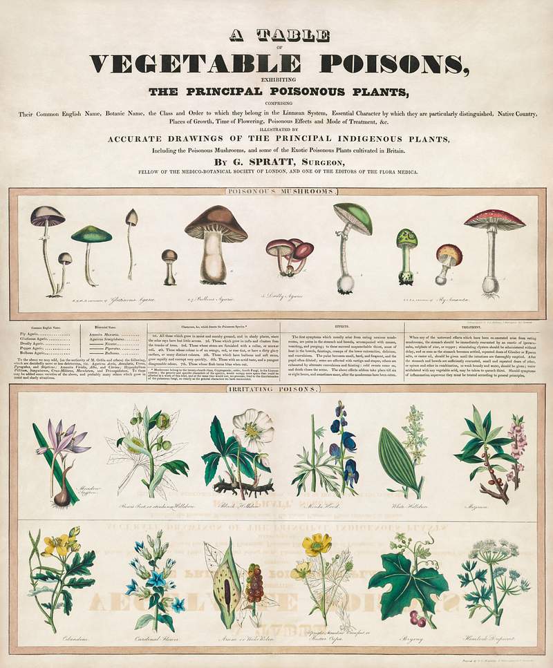 Poisonous mushrooms: Irritating poisons (1840–1850) print in high resolution by George Edward Madeley. Original from…