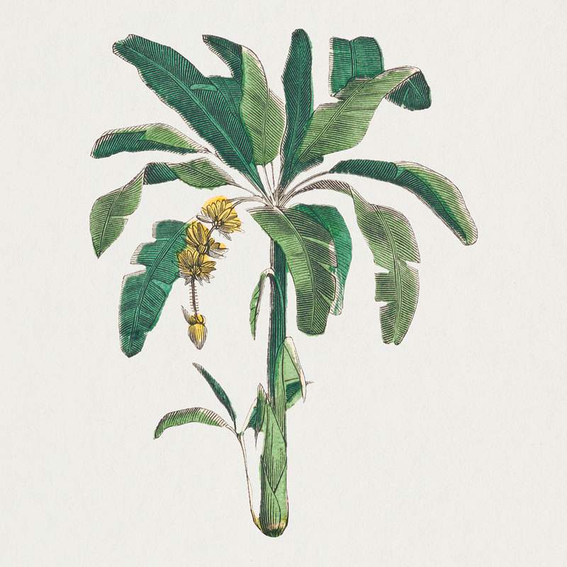 Banana tree botanical art print, remix from… | Free stock illustration | High Resolution graphic Banana tree botanical art print, remix from artworks by by Marcius Willson and N.A. Calkins