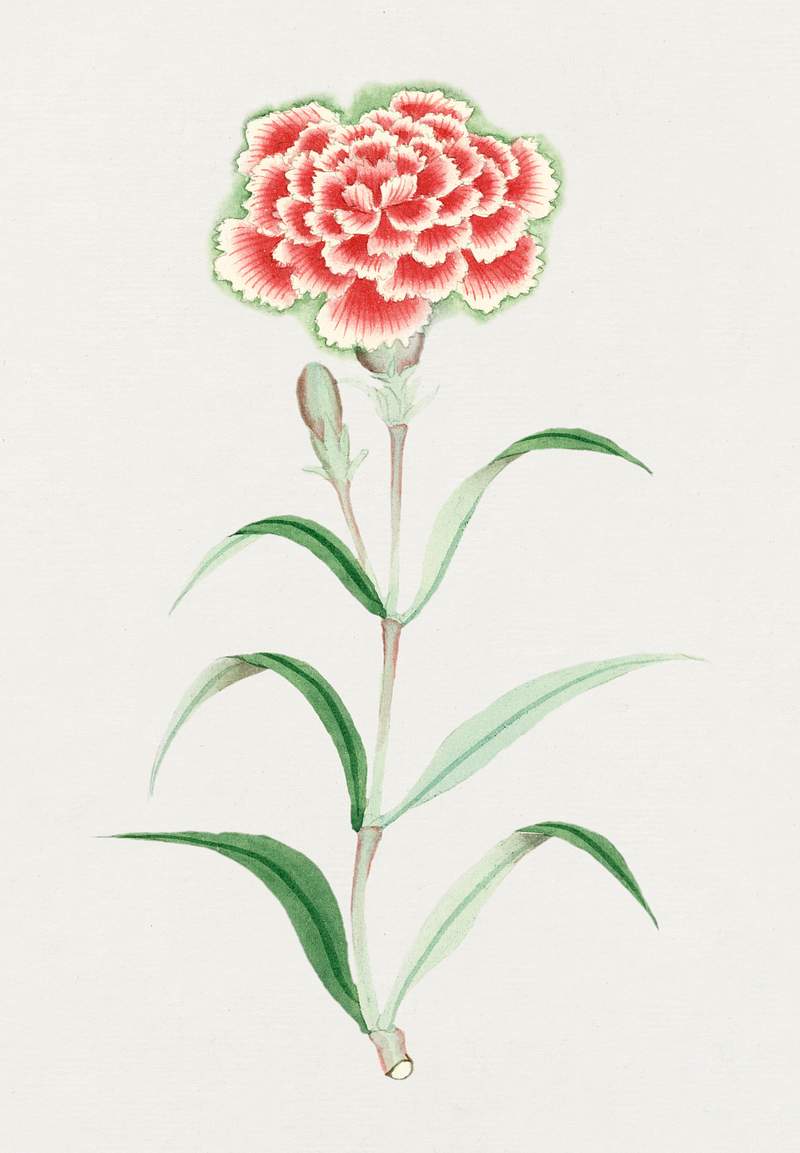 Nadeshiko – May (ca. 1870–1880) painting in high resolution. Original from Library of Congress. Digitally…