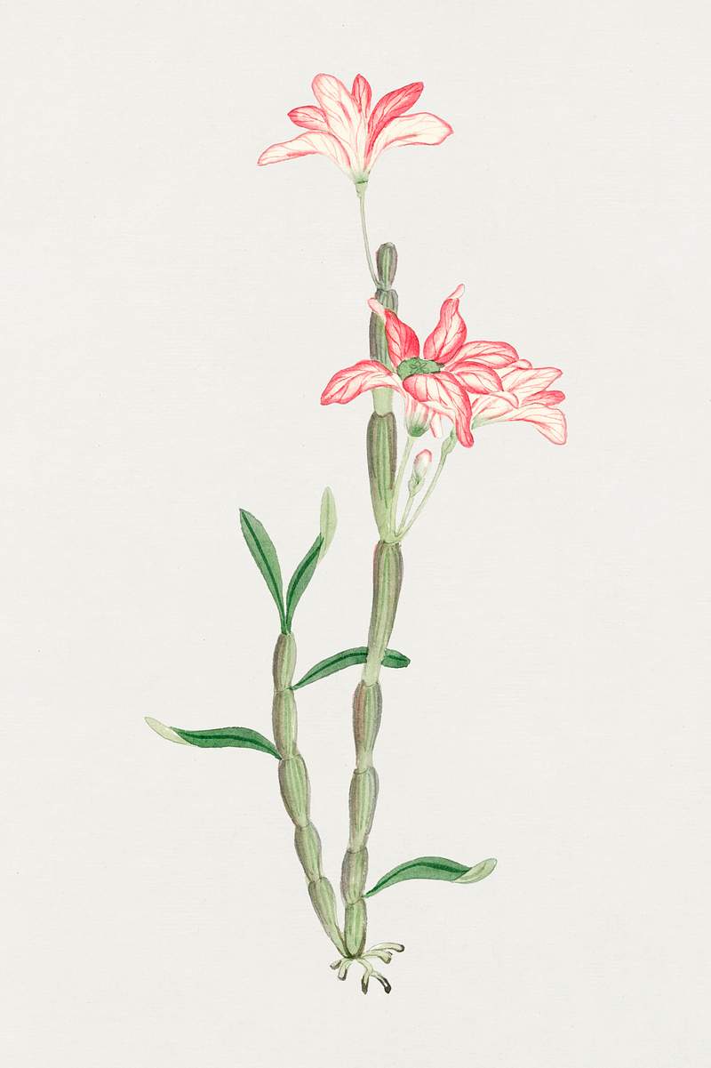 Sakoku – June (ca. 1870–1880) painting in high resolution. Original from Library of Congress. Digitally enhanced…