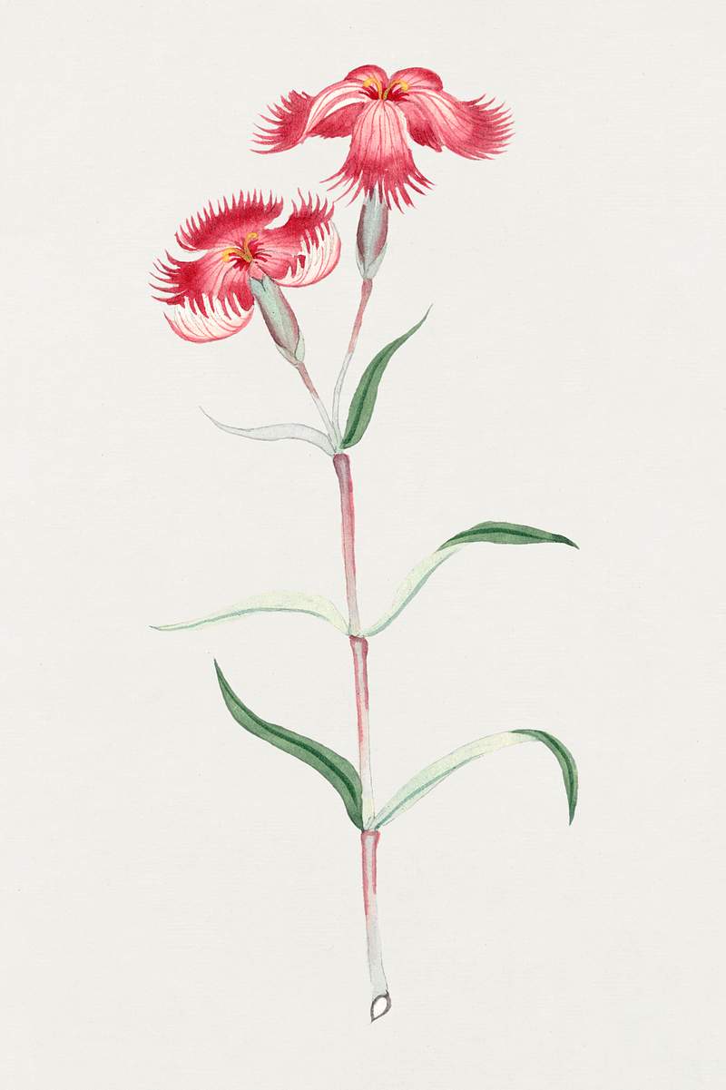 Haguma nadeshiko – June (ca. 1870–1880) painting in high resolution. Original from Library of Congress. Digitally…