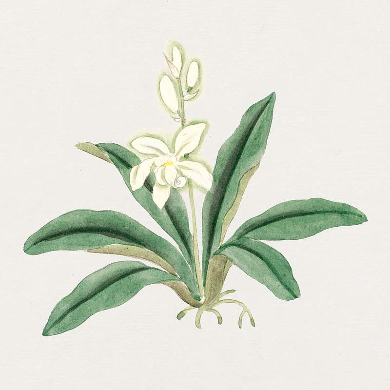 Orchids (ca. 1870–1880) painting in high resolution. Original from Library of Congress. Digitally enhanced by rawpixel.