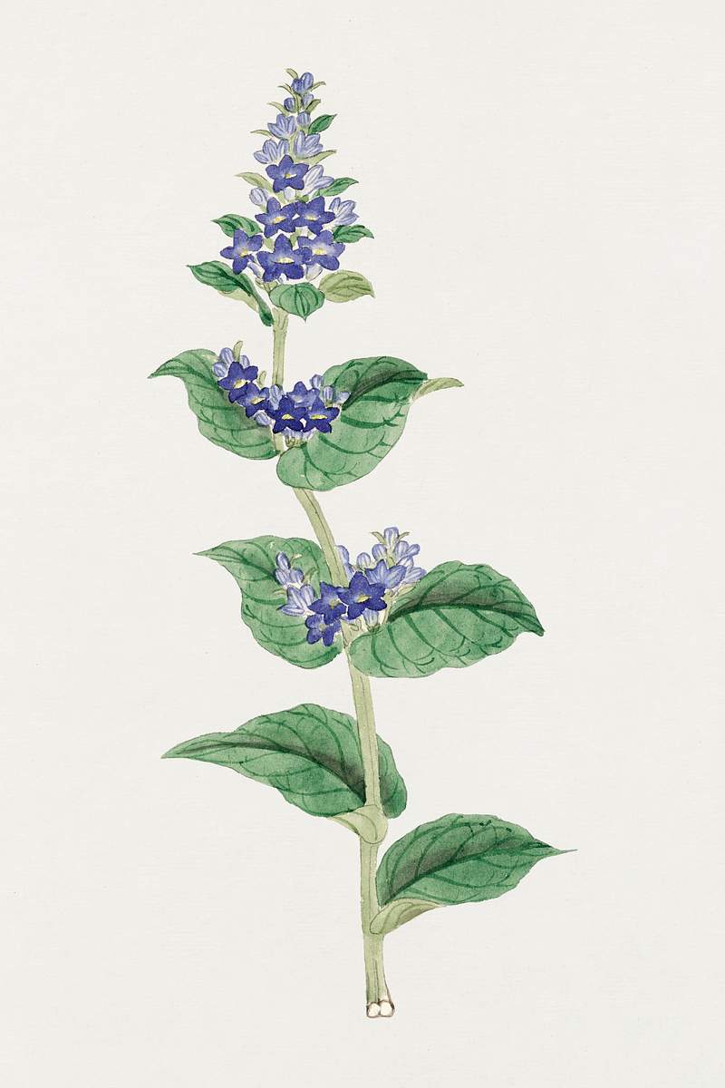Utsugo Gusa (ca. 1870–1880) painting in high resolution. Original from Library of Congress. Digitally enhanced by…