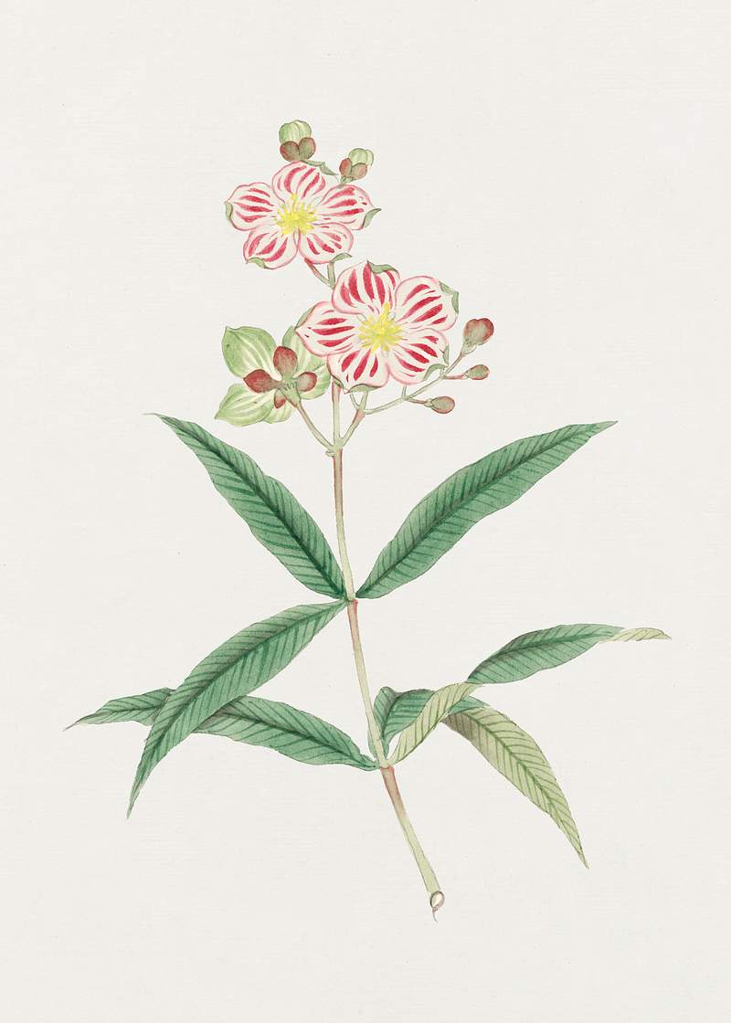 Japanese red on white blossoms (ca. 1870–1880) painting in high resolution. Original from Library of Congress.…