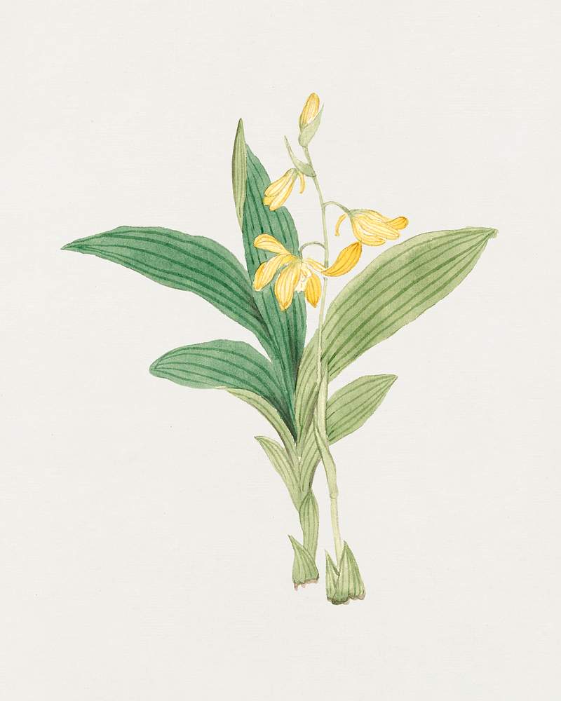 kin–ran (ca. 1870–1880) painting in high resolution. Original from Library of Congress. Digitally enhanced by…