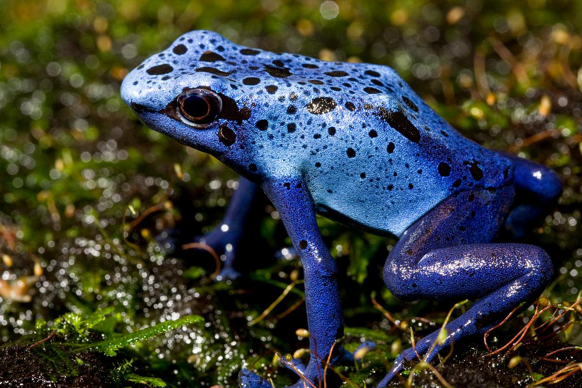 How to Survive Top 5 Adorable Animals That Can Kill Humans