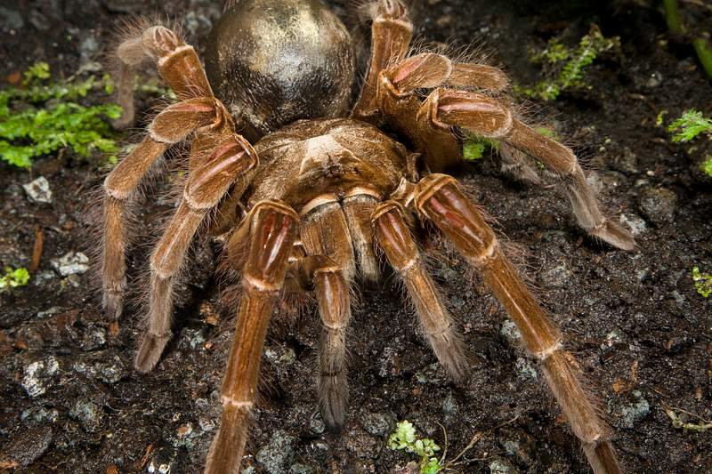 SPIDER VS SCORPION - Who is the king of the Arachnids?
