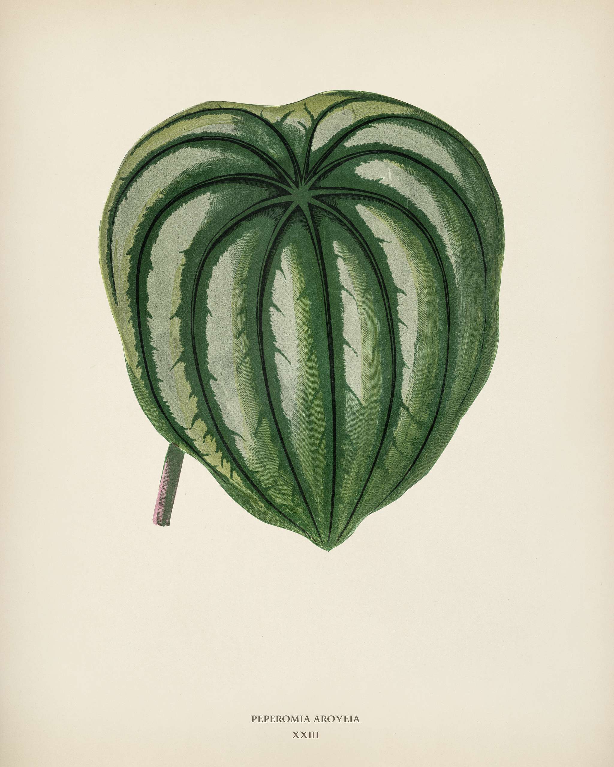 Pepper Elder (Peperomia Aroypeia) engraved by Benjamin Fawcett (1808-1893) for Shirley Hibberd’s (1825-1890) New and... Pepper Elder (Peperomia Aroypeia) engraved by Benjamin Fawcett (1808-1893) for Shirley Hibberd’s (1825-1890) New and...