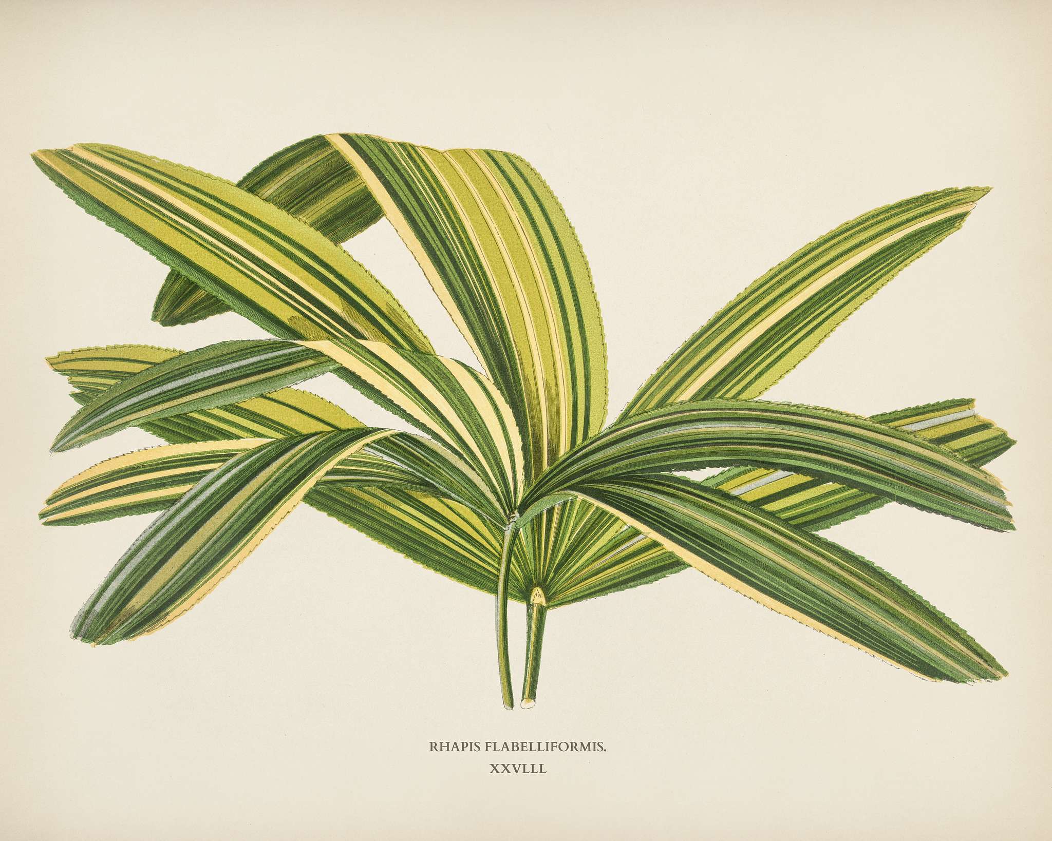 Slender Lady Palm (Rhapis Flabelliformis) engraved by Benjamin Fawcett (1808-1893) for Shirley Hibberd’s (1825-1890)... Slender Lady Palm (Rhapis Flabelliformis) engraved by Benjamin Fawcett (1808-1893) for Shirley Hibberd’s (1825-1890)...