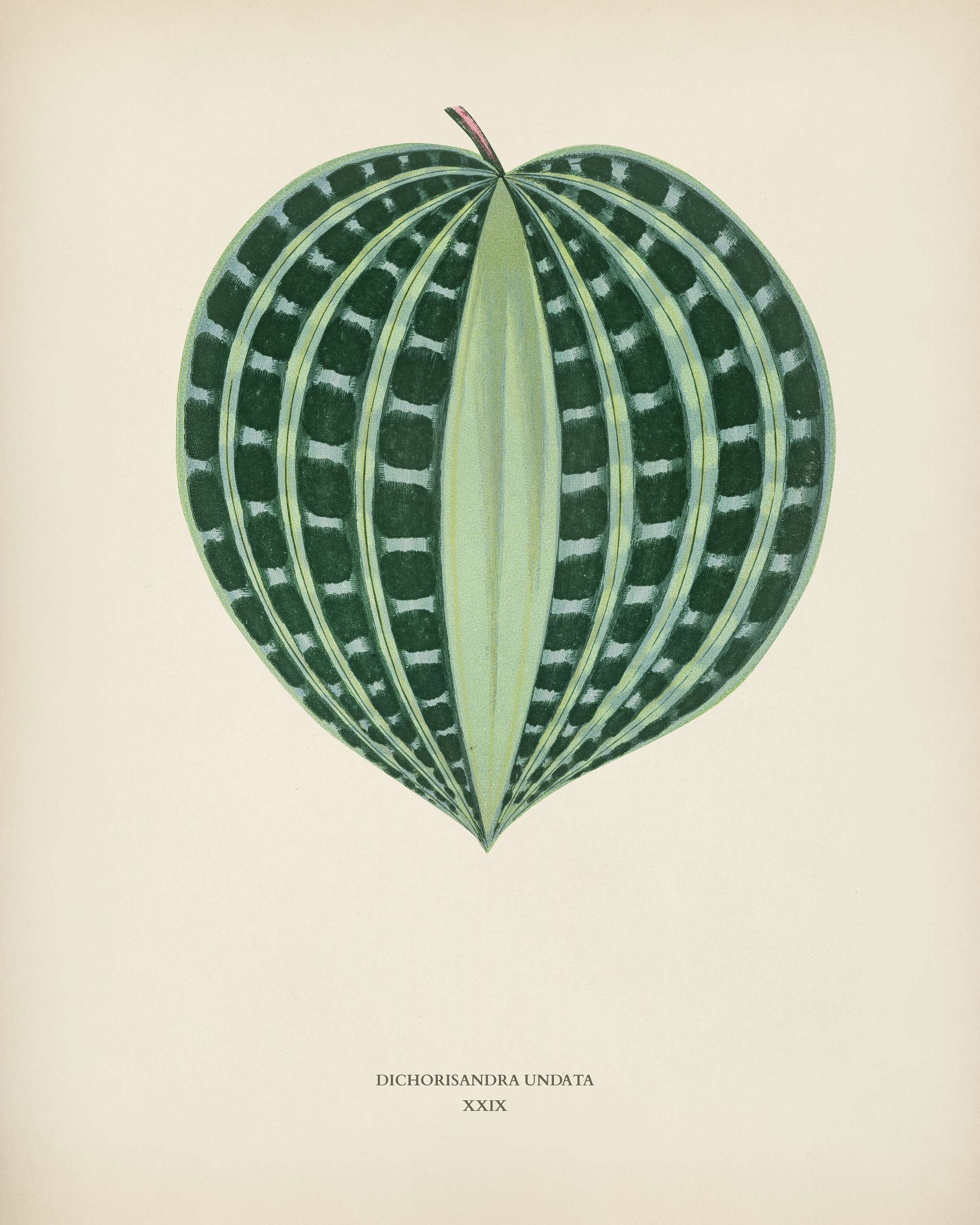 Seersucker Plant (Dichorisandra Undata) engraved by Benjamin Fawcett (1808-1893) for Shirley Hibberd’s (1825-1890) New... Seersucker Plant (Dichorisandra Undata) engraved by Benjamin Fawcett (1808-1893) for Shirley Hibberd’s (1825-1890) New...