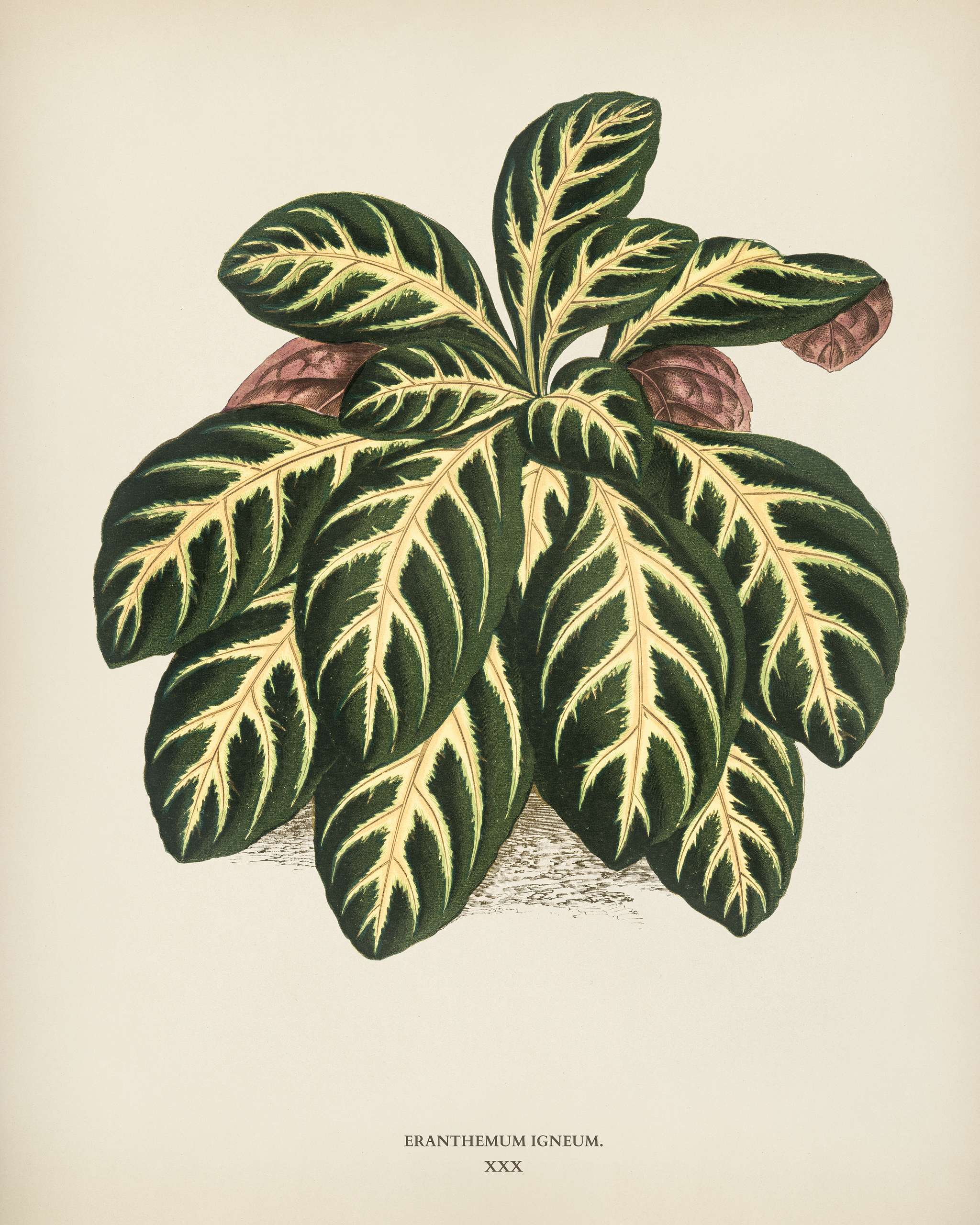 Eranthemum igneum engraved by Benjamin Fawcett (1808-1893) for Shirley Hibberd’s (1825-1890) New and Rare Beautiful-... Eranthemum igneum engraved by Benjamin Fawcett (1808-1893) for Shirley Hibberd’s (1825-1890) New and Rare Beautiful-...