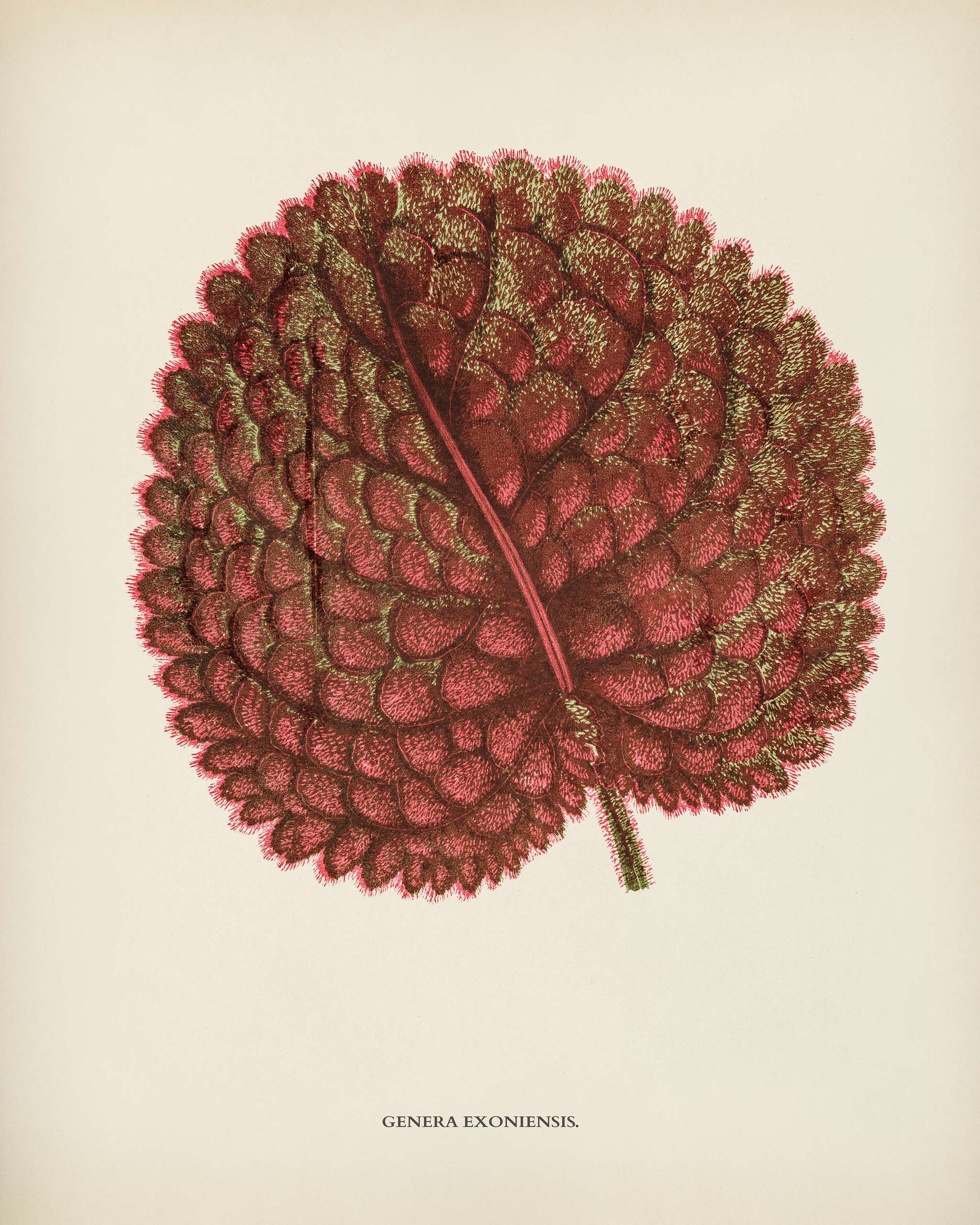 Genera exoniensis engraved by Benjamin Fawcett (1808-1893) for Shirley Hibberd’s (1825-1890) New and Rare Beautiful-... Genera exoniensis engraved by Benjamin Fawcett (1808-1893) for Shirley Hibberd’s (1825-1890) New and Rare Beautiful-...
