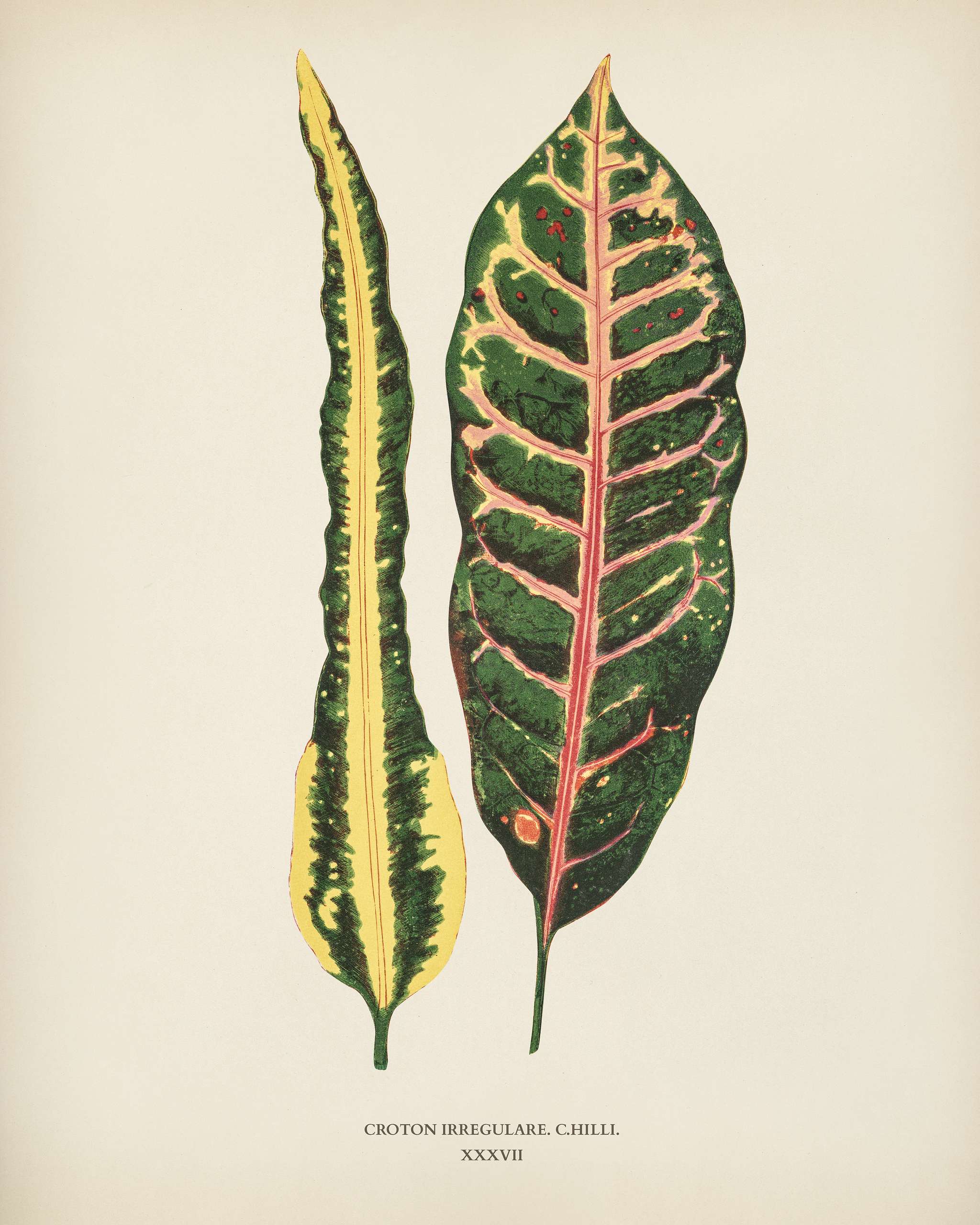 Croton irregulare engraved by Benjamin Fawcett (1808-1893) for Shirley Hibberd’s (1825-1890) New and Rare Beautiful-... Croton irregulare engraved by Benjamin Fawcett (1808-1893) for Shirley Hibberd’s (1825-1890) New and Rare Beautiful-...