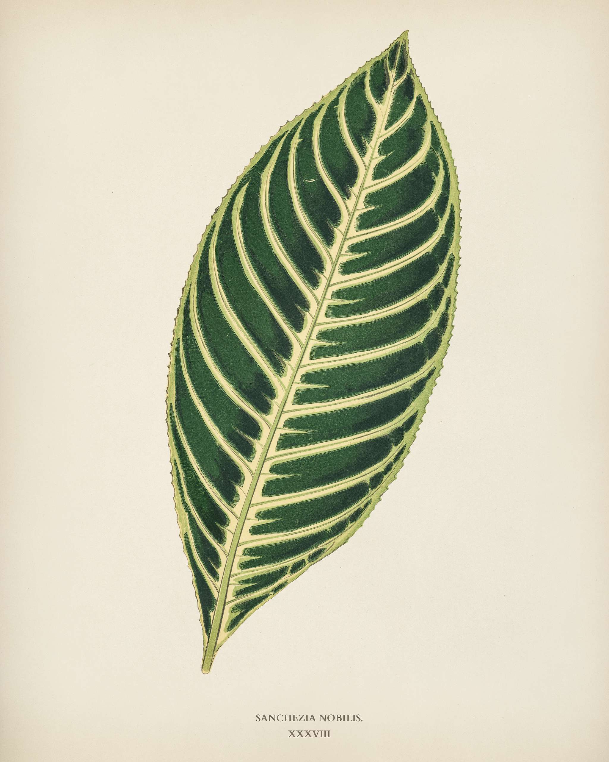 Tiger Plant (Sanchezia Nobilis) engraved by Benjamin Fawcett (1808-1893) for Shirley Hibberd’s (1825-1890) New and... Tiger Plant (Sanchezia Nobilis) engraved by Benjamin Fawcett (1808-1893) for Shirley Hibberd’s (1825-1890) New and...