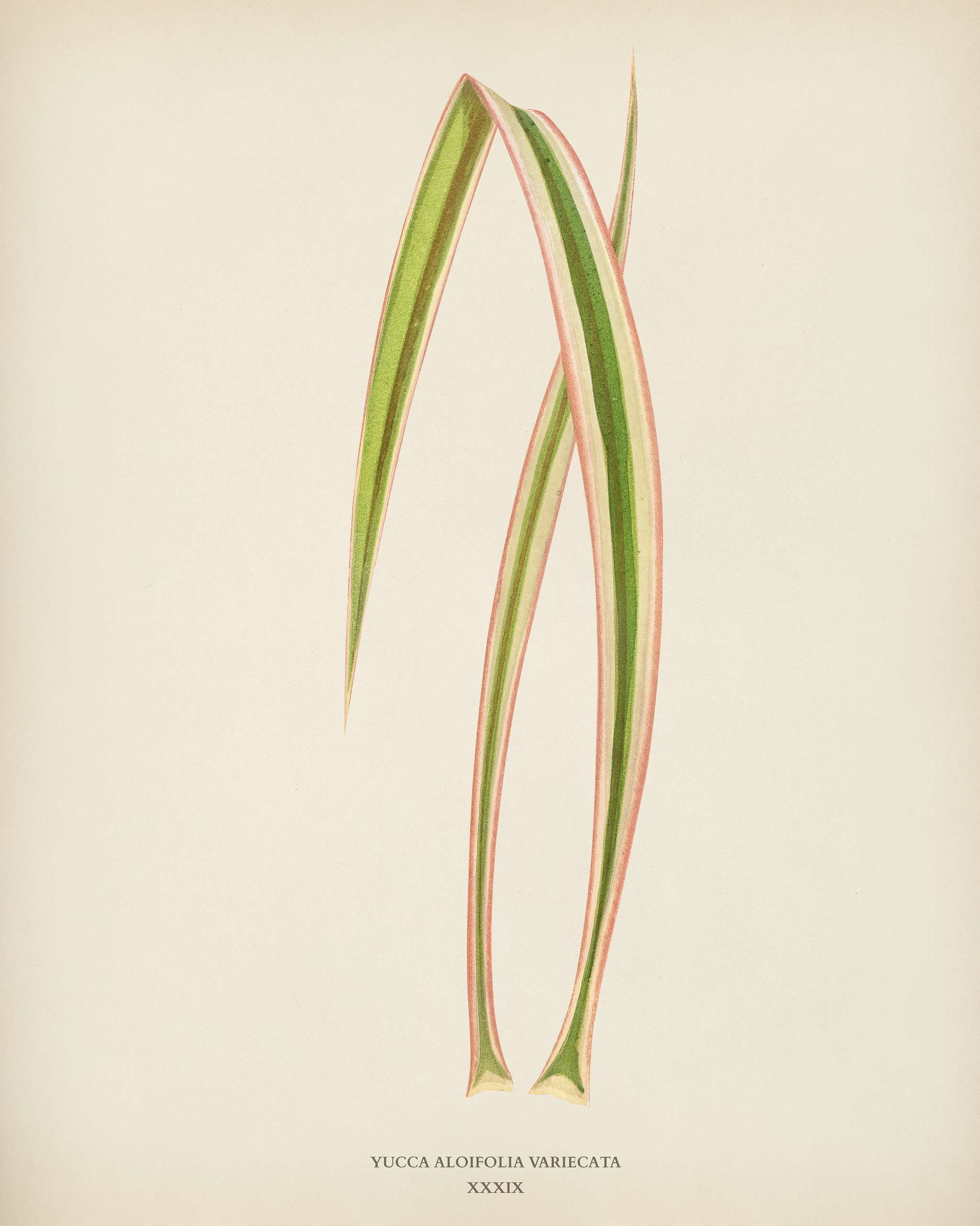 Dagger Plant (Yucca Aloifolia Variecata) engraved by Benjamin Fawcett (1808-1893) for Shirley Hibberd’s (1825-1890)... Dagger Plant (Yucca Aloifolia Variecata) engraved by Benjamin Fawcett (1808-1893) for Shirley Hibberd’s (1825-1890)...