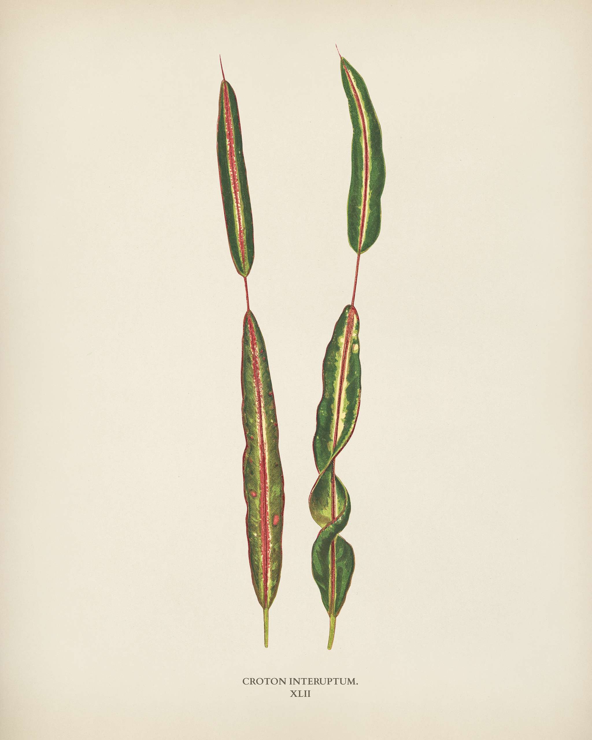 Croton interuptum engraved by Benjamin Fawcett (1808-1893) for Shirley Hibberd’s (1825-1890) New and Rare Beautiful-... Croton interuptum engraved by Benjamin Fawcett (1808-1893) for Shirley Hibberd’s (1825-1890) New and Rare Beautiful-...