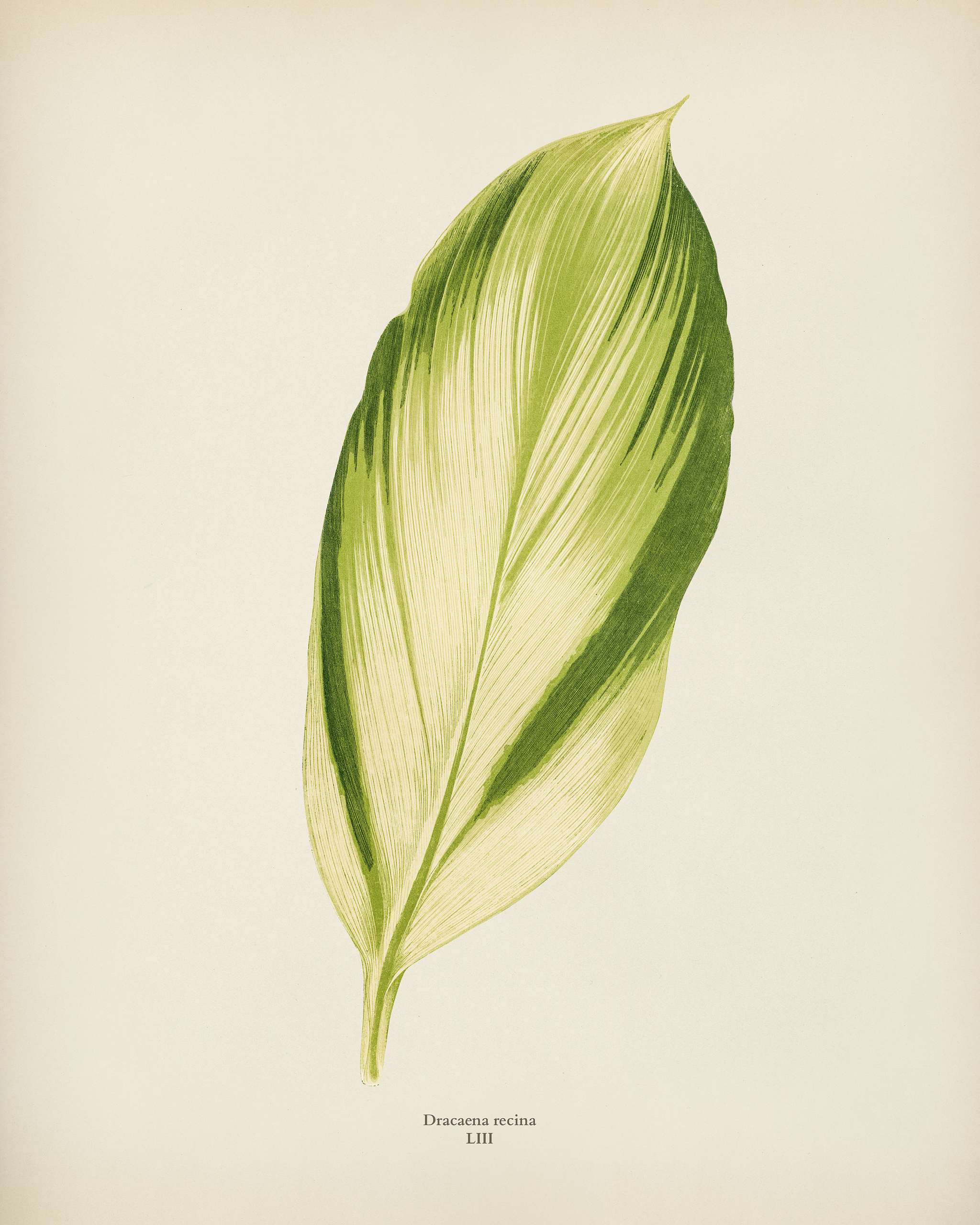 Dracaena recina engraved by Benjamin Fawcett (1808-1893) for Shirley Hibberd’s (1825-1890) New and Rare Beautiful-... Dracaena recina engraved by Benjamin Fawcett (1808-1893) for Shirley Hibberd’s (1825-1890) New and Rare Beautiful-...
