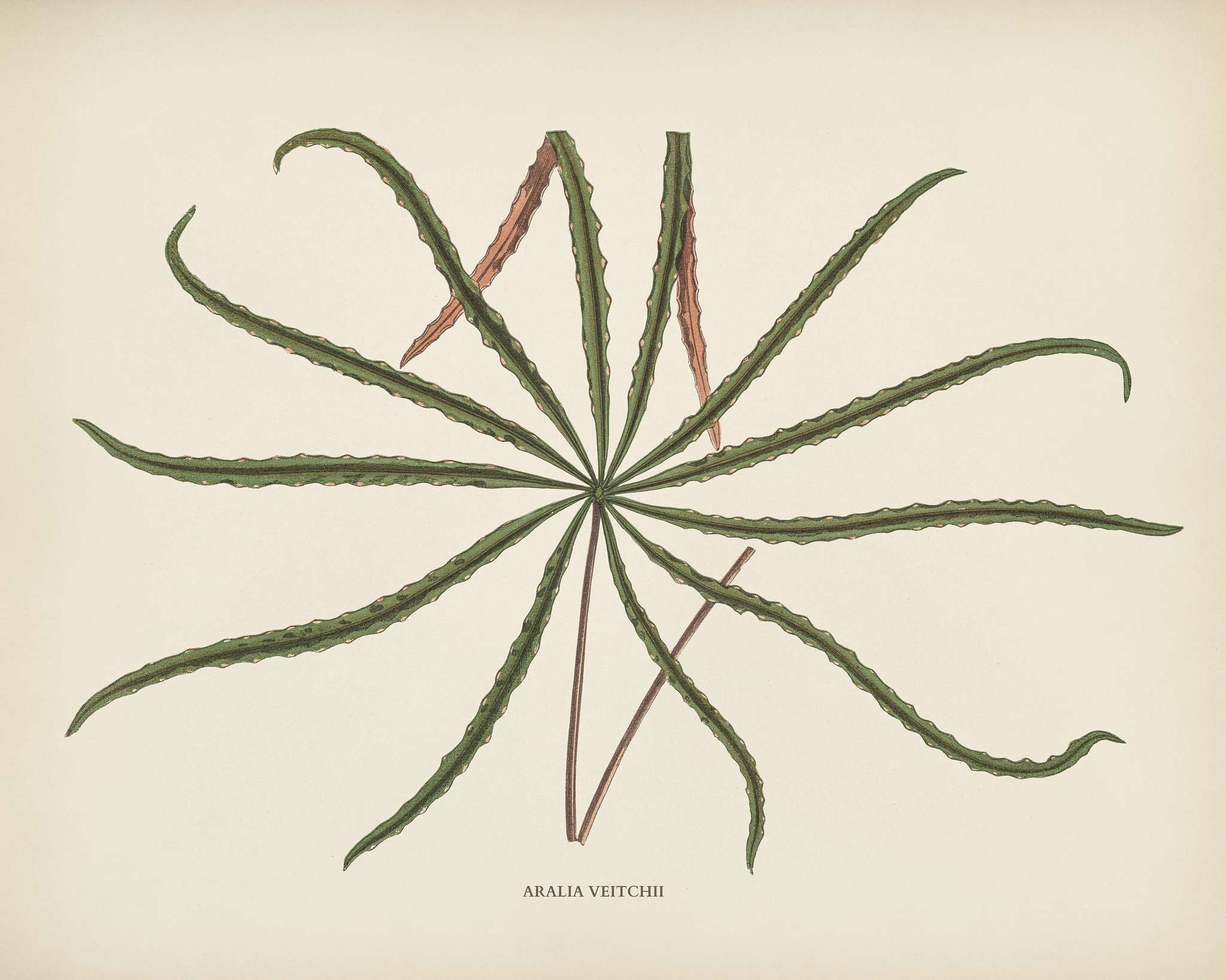 Aralia veitchii engraved by Benjamin Fawcett (1808-1893) for Shirley Hibberd’s (1825-1890) New and Rare Beautiful-... Aralia veitchii engraved by Benjamin Fawcett (1808-1893) for Shirley Hibberd’s (1825-1890) New and Rare Beautiful-...
