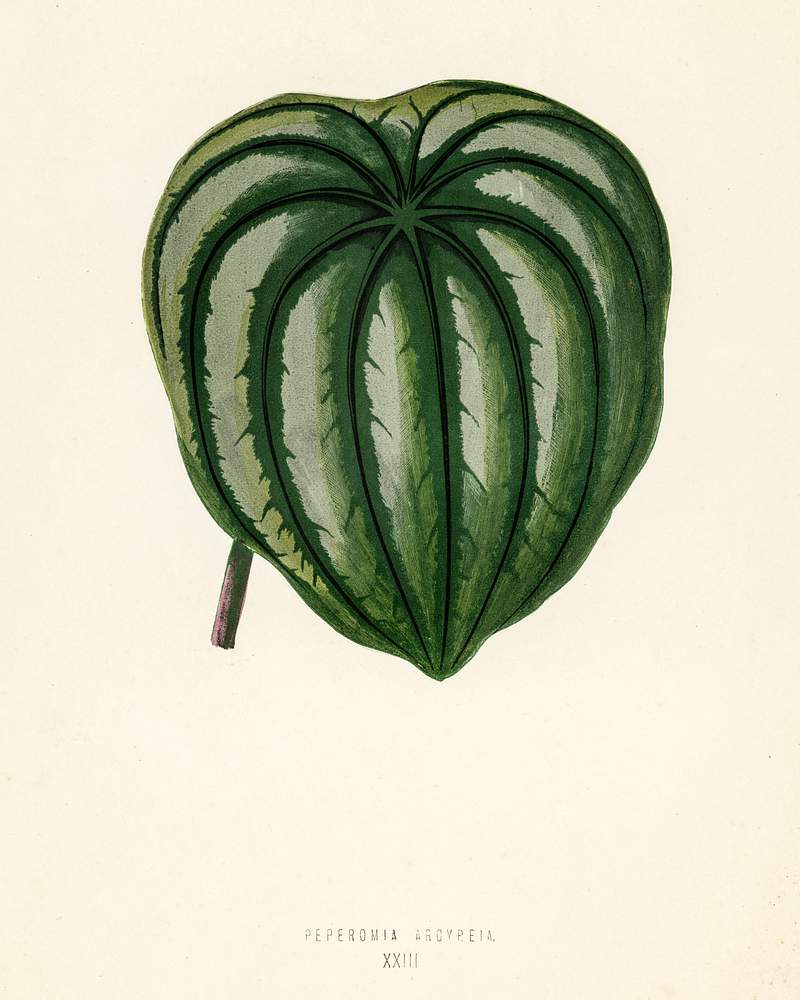 Pepper Elder (Peperomia Aroypeia) engraved by Benjamin Fawcett (1808-1893) for Shirley Hibberd’s (1825-1890) New and Rare Beautiful-Leaved Plants. Digitally enhanced from our own 1929 edition of the publication. Pepper Elder (Peperomia Aroypeia) engraved by Benjamin Fawcett (1808-1893) for Shirley Hibberd’s (1825-1890) New and…