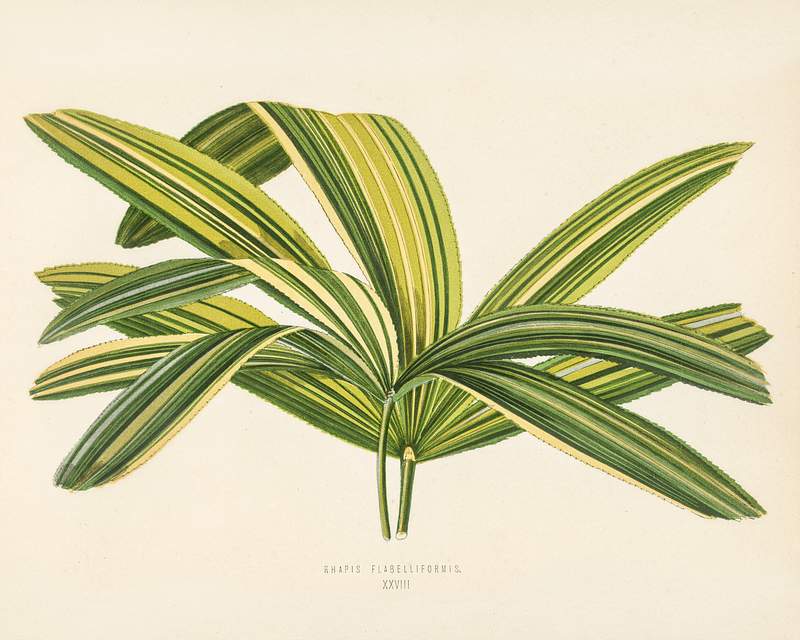 Slender Lady Palm (Rhapis Flabelliformis) engraved by Benjamin Fawcett (1808-1893) for Shirley Hibberd’s (1825-1890)…