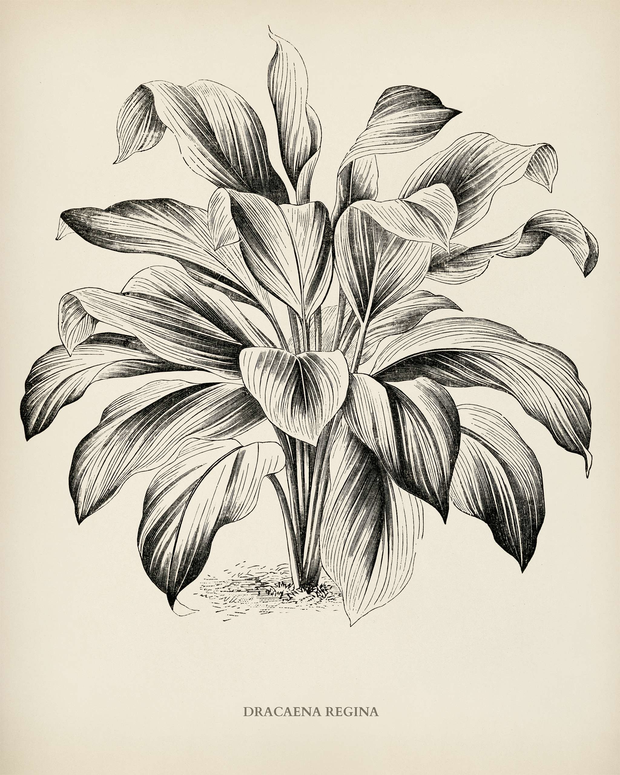 Queenly Dracaena (Dracaena regina) engraved by Benjamin Fawcett (1808-1893) for Shirley Hibberd’s (1825-1890) New and... Queenly Dracaena (Dracaena regina) engraved by Benjamin Fawcett (1808-1893) for Shirley Hibberd’s (1825-1890) New and...