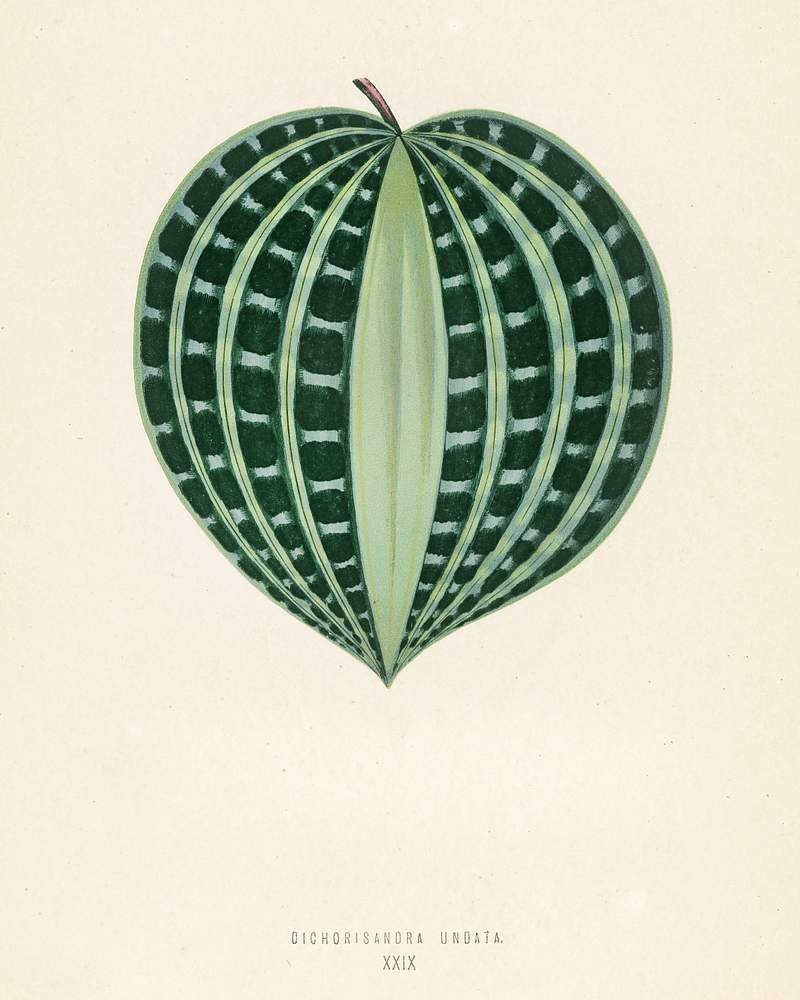 Seersucker Plant (Dichorisandra Undata) engraved by Benjamin Fawcett (1808-1893) for Shirley Hibberd’s (1825-1890) New and Rare Beautiful-Leaved Plants. Digitally enhanced from our own 1929 edition of the publication. Seersucker Plant (Dichorisandra Undata) engraved by Benjamin Fawcett (1808-1893) for Shirley Hibberd’s (1825-1890) New…