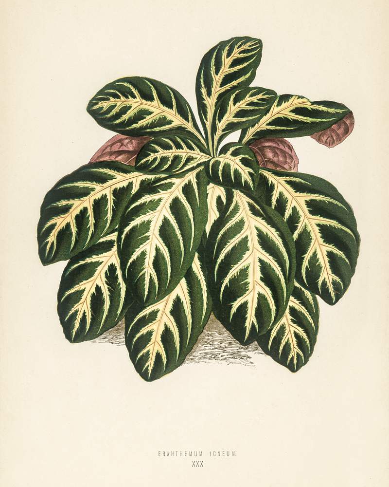 Eranthemum igneum engraved by Benjamin Fawcett (1808-1893) for Shirley Hibberd’s (1825-1890) New and Rare Beautiful-Leaved Plants. Digitally enhanced from our own 1929 edition of the publication. Eranthemum igneum engraved by Benjamin Fawcett (1808-1893) for Shirley Hibberd’s (1825-1890) New and Rare Beautiful…