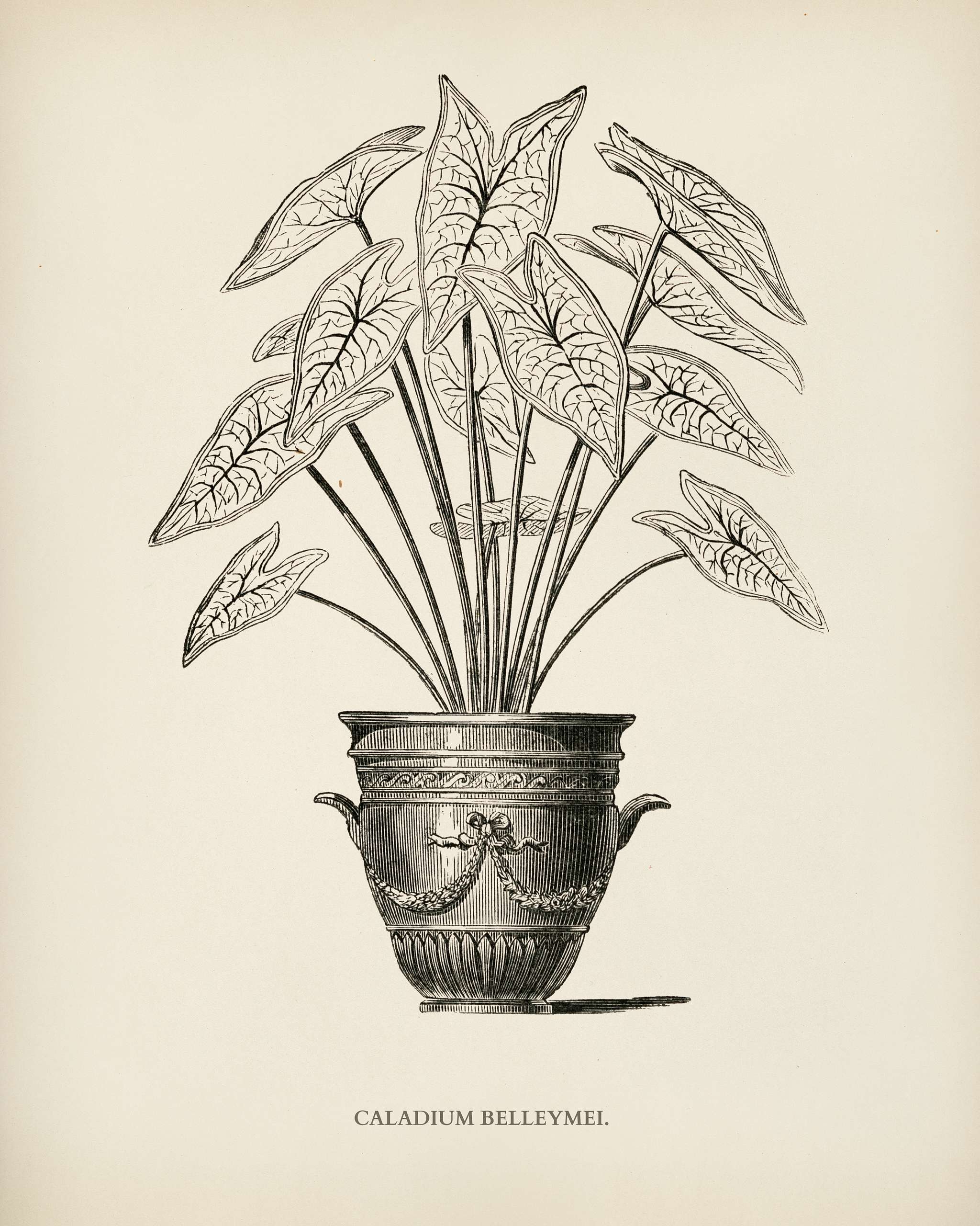 Angel Wings (Caladium Belleymei) engraved by Benjamin Fawcett (1808-1893) for Shirley Hibberd’s (1825-1890) New and... Angel Wings (Caladium Belleymei) engraved by Benjamin Fawcett (1808-1893) for Shirley Hibberd’s (1825-1890) New and...