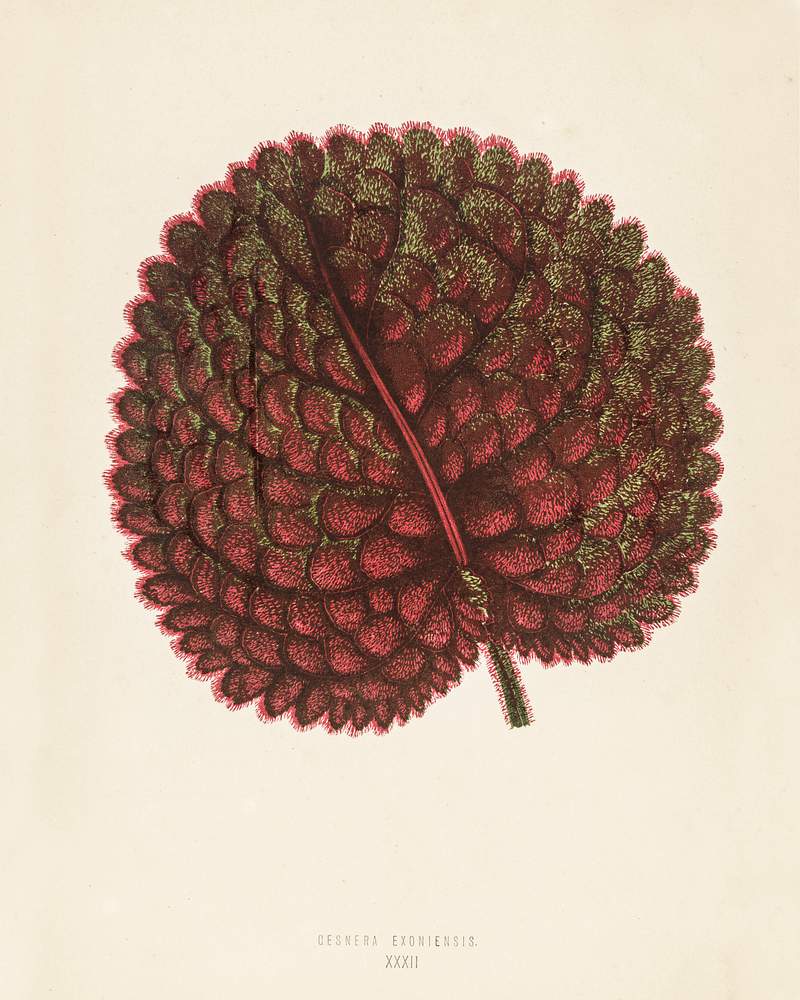Gesnera exoniensis engraved by Benjamin Fawcett (1808-1893) for Shirley Hibberd’s (1825-1890) New and Rare Beautiful-Leaved Plants. Digitally enhanced from our own 1929 edition of the publication. Gesnera exoniensis engraved by Benjamin Fawcett (1808-1893) for Shirley Hibberd’s (1825-1890) New and Rare Beautiful…