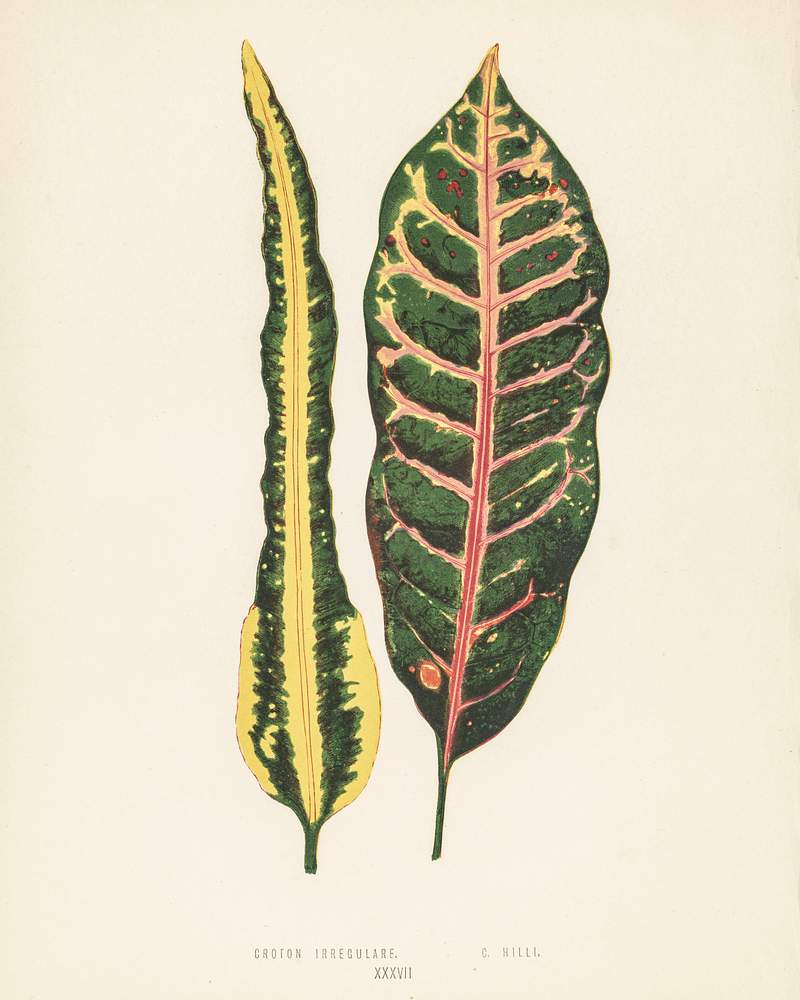 Croton irregulare engraved by Benjamin Fawcett (1808-1893) for Shirley Hibberd’s (1825-1890) New and Rare Beautiful-Leaved Plants. Digitally enhanced from our own 1929 edition of the publication. Croton irregulare engraved by Benjamin Fawcett (1808-1893) for Shirley Hibberd’s (1825-1890) New and Rare Beautiful…