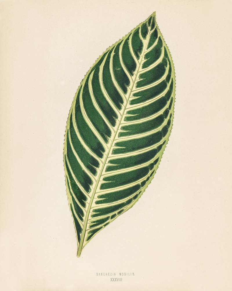 Tiger Plant (Sanchezia Nobilis) engraved by Benjamin Fawcett (1808-1893) for Shirley Hibberd’s (1825-1890) New and Rare Beautiful-Leaved Plants. Digitally enhanced from our own 1929 edition of the publication. Tiger Plant (Sanchezia Nobilis) engraved by Benjamin Fawcett (1808-1893) for Shirley Hibberd’s (1825-1890) New and Rare…