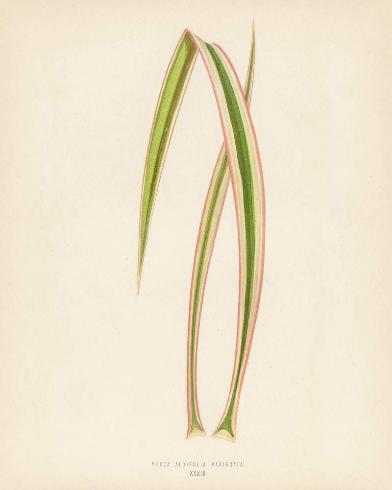 Dagger Plant (Yucca Aloifolia Variecata) engraved by Benjamin Fawcett (1808-1893) for Shirley Hibberd’s (1825-1890) New and Rare Beautiful-Leaved Plants. Digitally enhanced from our own 1929 edition of the publication. Dagger Plant (Yucca Aloifolia Variecata) engraved by Benjamin Fawcett (1808-1893) for Shirley Hibberd’s (1825-1890) New…