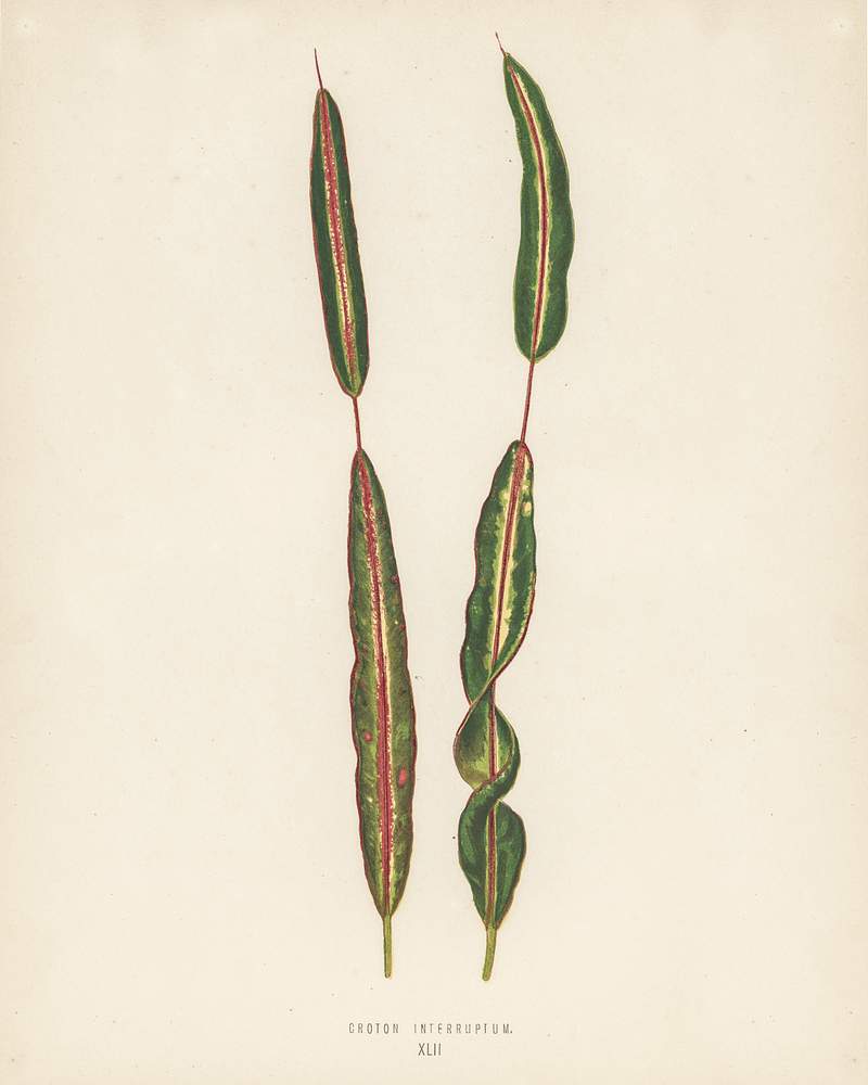 Croton interuptum engraved by Benjamin Fawcett (1808-1893) for Shirley Hibberd’s (1825-1890) New and Rare Beautiful-Leaved Plants. Digitally enhanced from our own 1929 edition of the publication. Croton interuptum engraved by Benjamin Fawcett (1808-1893) for Shirley Hibberd’s (1825-1890) New and Rare Beautiful…