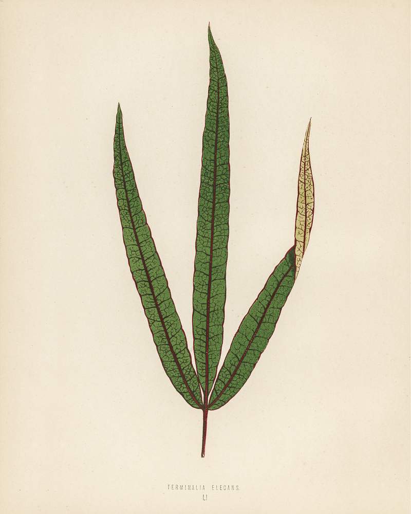 Terminalia elegans engraved by Benjamin Fawcett (1808-1893) for Shirley Hibberd’s (1825-1890) New and Rare Beautiful-Leaved Plants. Digitally enhanced from our own 1929 edition of the publication. Terminalia elegans engraved by Benjamin Fawcett (1808-1893) for Shirley Hibberd’s (1825-1890) New and Rare Beautiful…