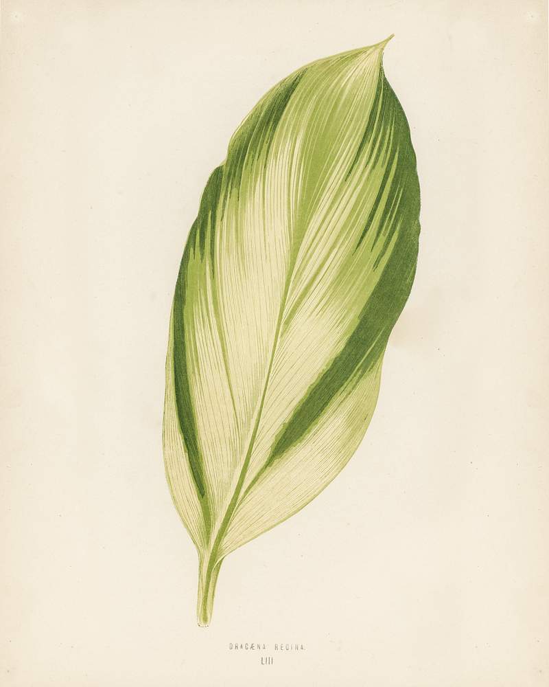 Dracaena recina engraved by Benjamin Fawcett (1808-1893) for Shirley Hibberd’s (1825-1890) New and Rare Beautiful-Leaved Plants. Digitally enhanced from our own 1929 edition of the publication. Dracaena recina engraved by Benjamin Fawcett (1808-1893) for Shirley Hibberd’s (1825-1890) New and Rare Beautiful…