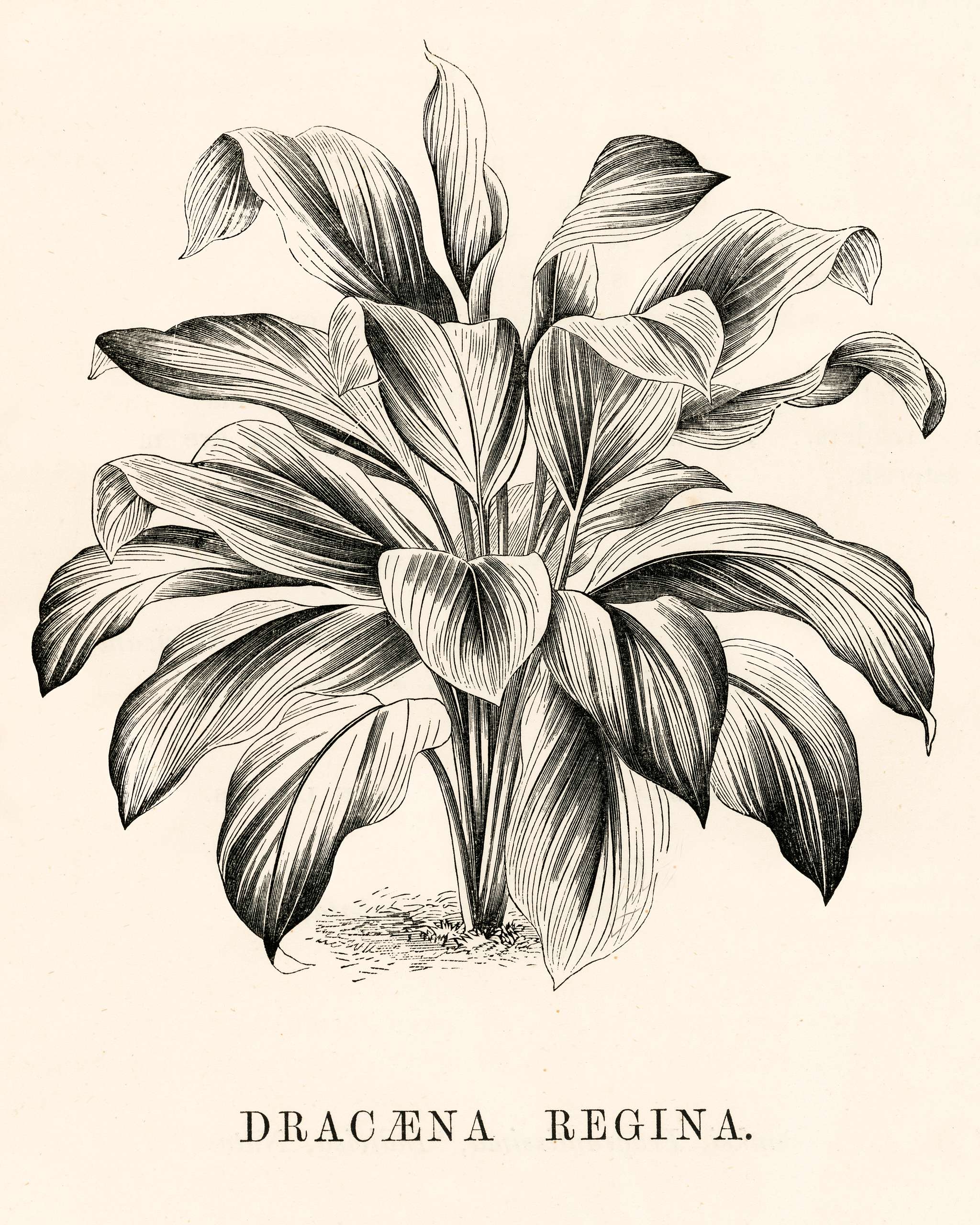 Queenly Dracaena (Dracaena regina) engraved by Benjamin Fawcett (1808-1893) for Shirley Hibberd’s (1825-1890) New and... Queenly Dracaena (Dracaena regina) engraved by Benjamin Fawcett (1808-1893) for Shirley Hibberd’s (1825-1890) New and...
